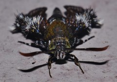 Melittia chalybescens