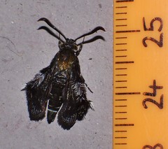 Melittia chalybescens