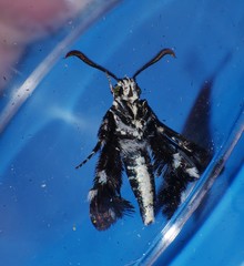 Melittia chalybescens