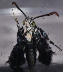 Melittia chalybescens