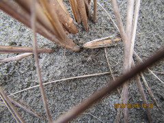Dolomedes minor