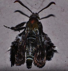 Melittia chalybescens