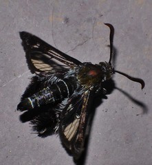 Melittia chalybescens