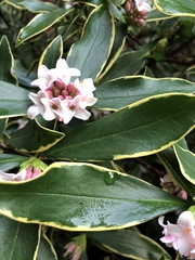 Daphne odora marginata