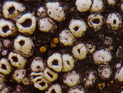 Thelomma santessonii