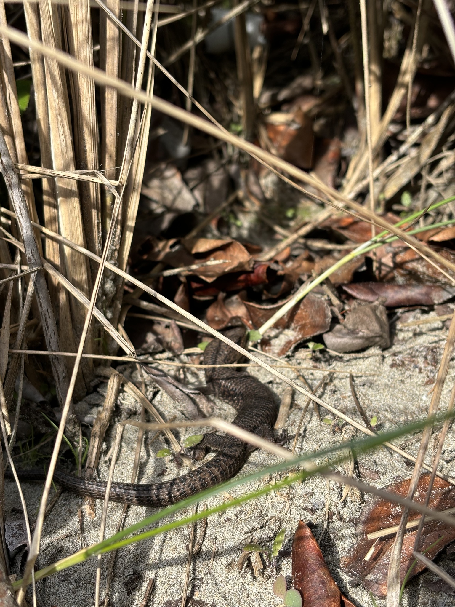 Elgaria coerulea (Wiegmann, 1828)
