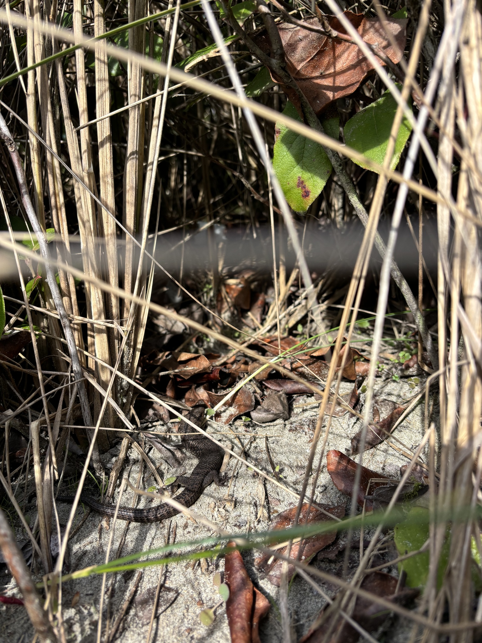 Elgaria coerulea (Wiegmann, 1828)