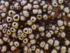 Thelomma santessonii