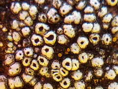 Thelomma santessonii