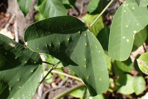 Passiflora bicornis, 2026-01-21
