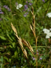 Bromus marginatus