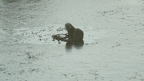 North American River Otter photographed in Virginia