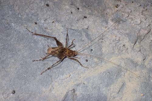 Common Cave-cricket