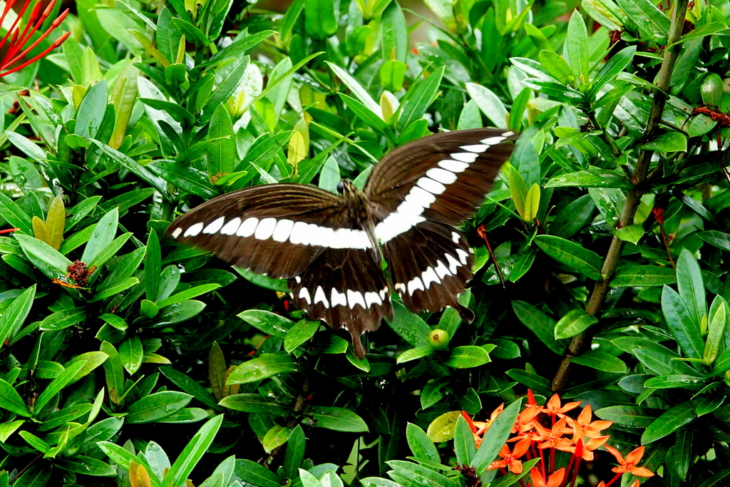 Papilio gigon (Papilio gigon)