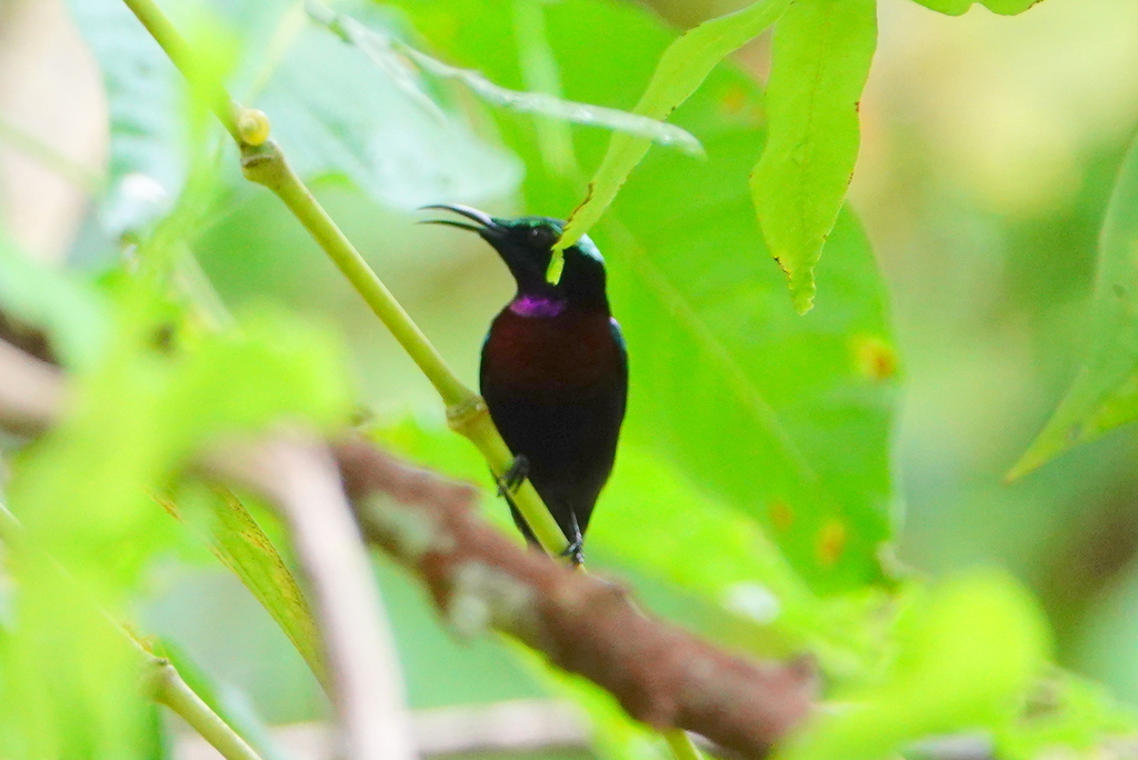 Black Sunbird (Leptocoma sericea)