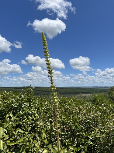 Sinningia lutea