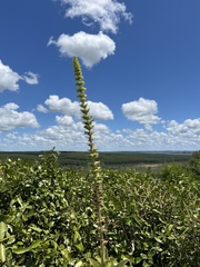 Sinningia lutea