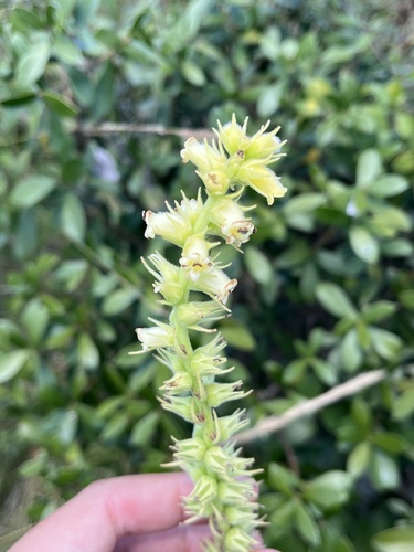 Sinningia lutea