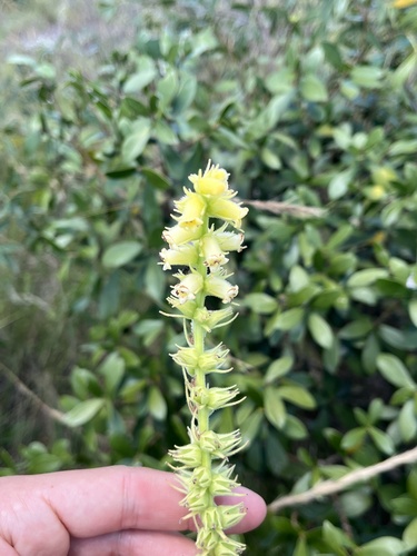 Sinningia lutea