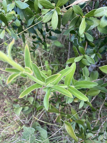 Sinningia lutea