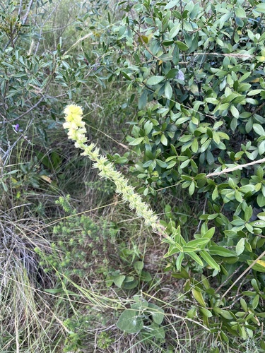 Sinningia lutea