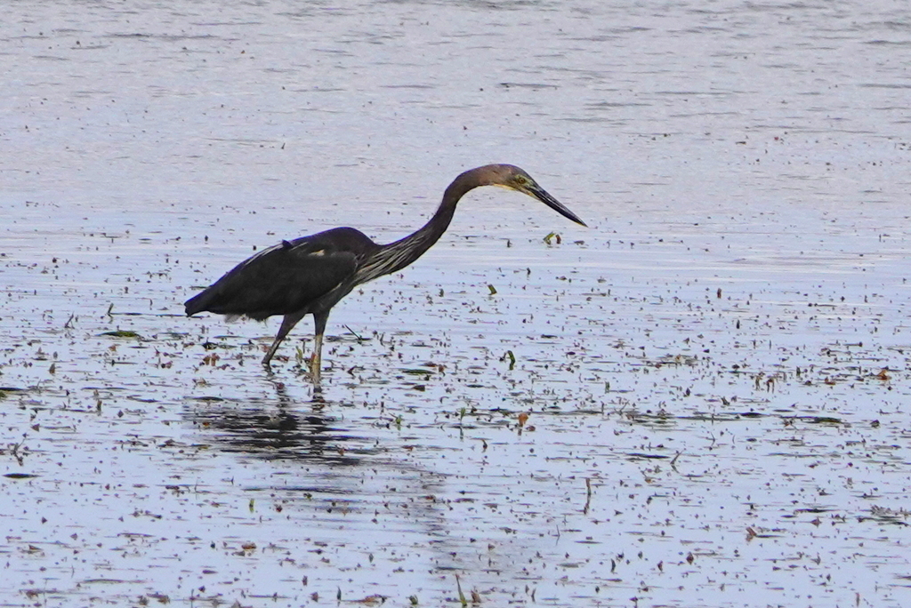 Great-billed Heron (Ardea sumatrana)
