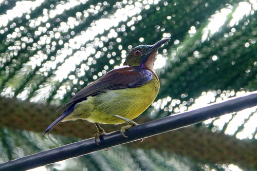 Anthreptes malacensis