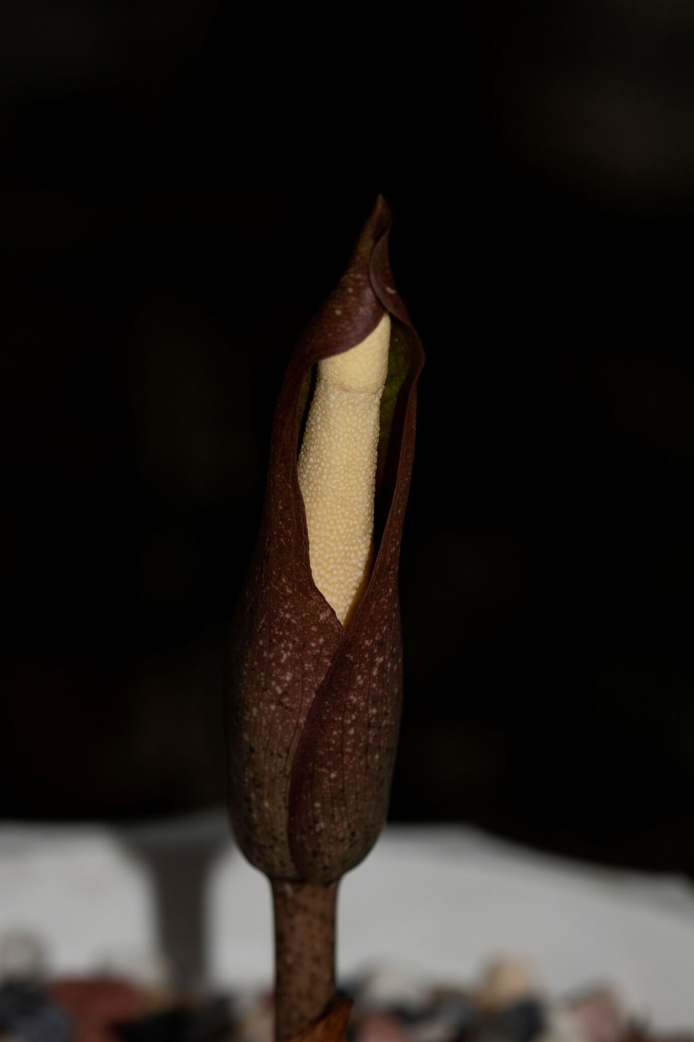 Amorphophallus umbrinus (Amorphophallus umbrinus)
