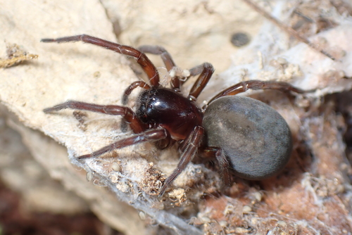 Amaurobius jugorum