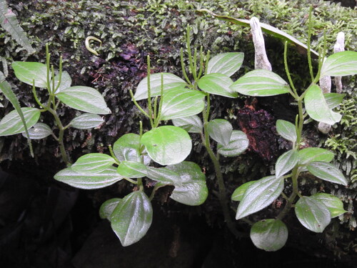 Peperomia collinsii