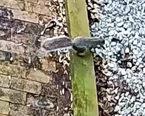 Eastern Gray Squirrel