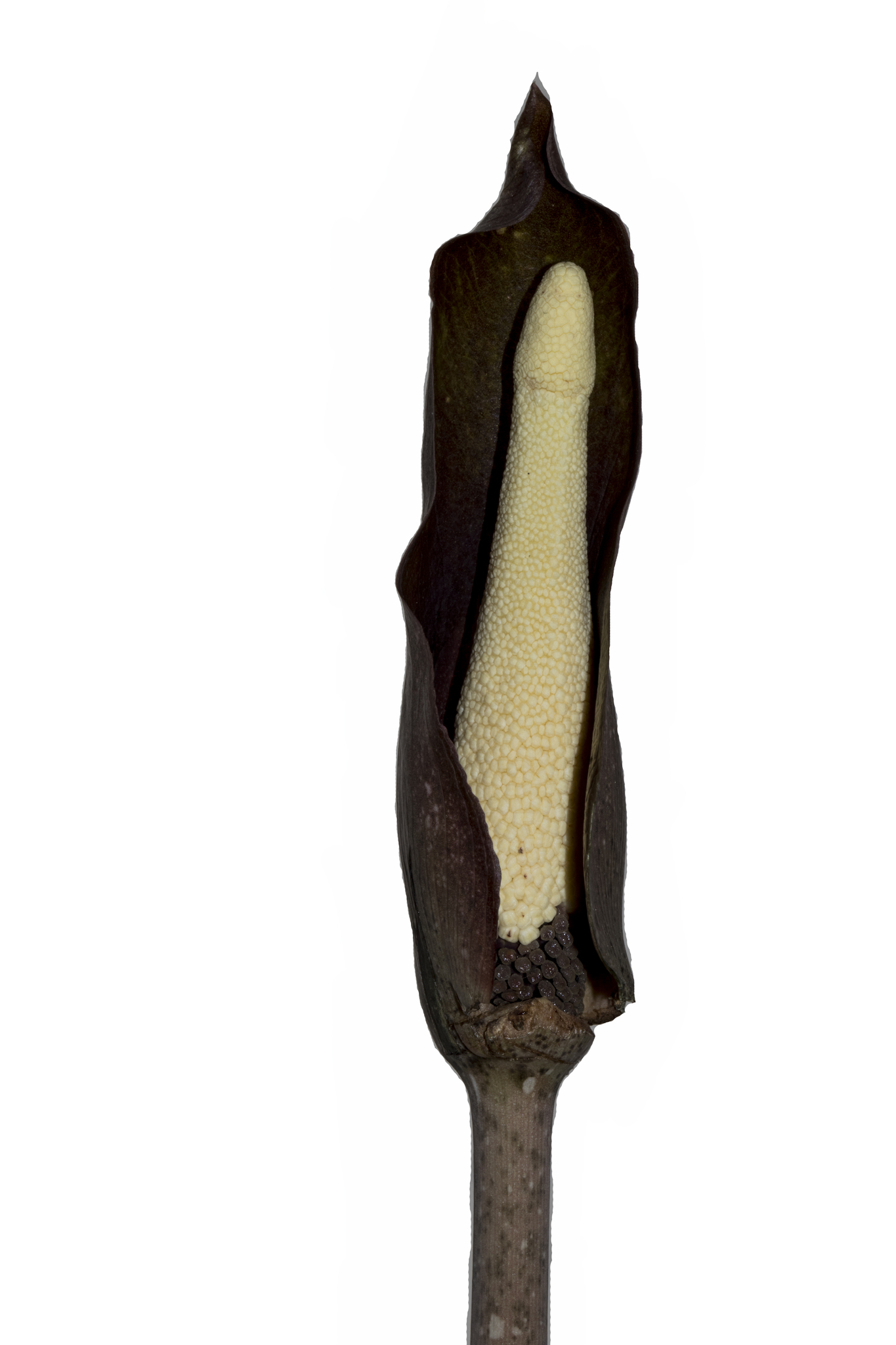 Amorphophallus umbrinus — ảnh 2
