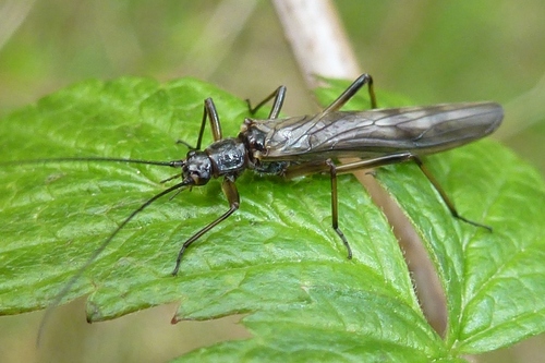 Winter Stoneflies