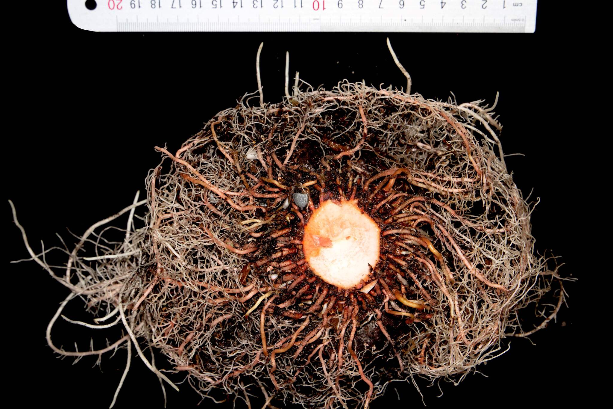 Amorphophallus umbrinus — ảnh 3