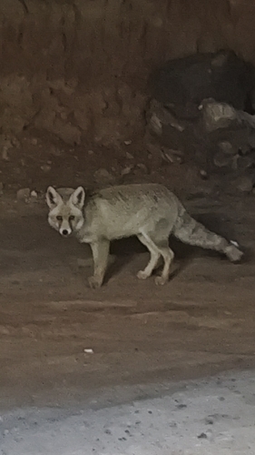 Red Fox