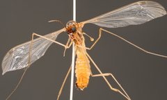 Tipulinae