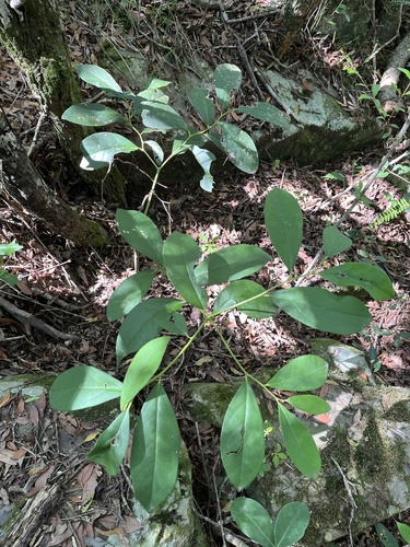 Citronella paniculata (Citronella paniculata)