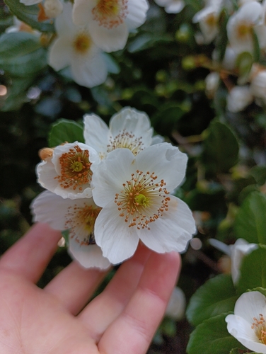 Ulmo (Eucryphia cordifolia)