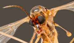Tipulinae