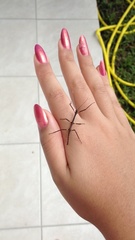 Cladomorphus phyllinus