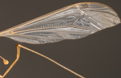 Tipulinae