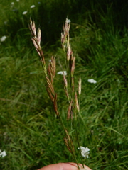 Bromus marginatus