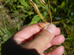 Bromus marginatus
