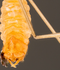 Tipulinae