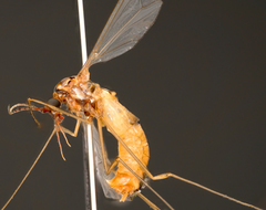 Tipulinae