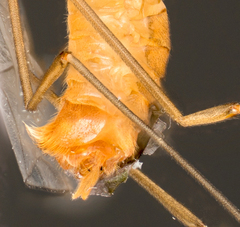 Tipulinae