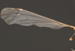 Tipulinae
