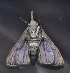 Sedenia cervalis