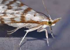 Sedenia cervalis
