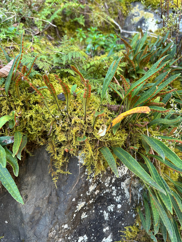 Pleopeltis polylepis, photograph 6